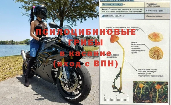 PSILOCYBIN Верея